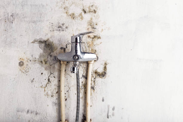Best Mold Damage Repair  in Daisetta, TX