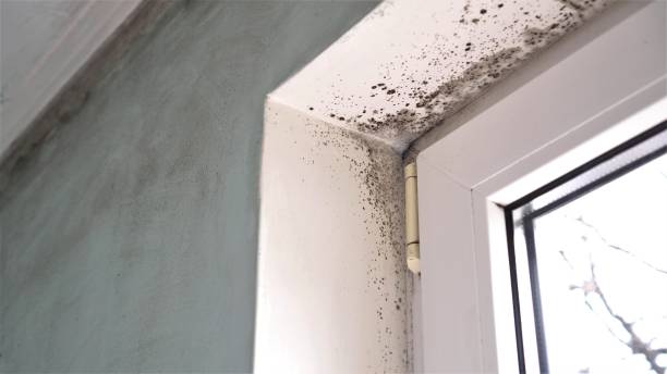 Best Local Mold Removal Service  in Daisetta, TX